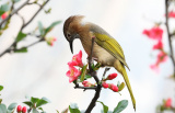 Photos Chine : un oiseau sur une branche