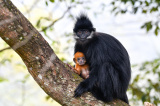 Photos Chine : singes Langur de Franois dans le Guizhou