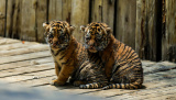 Photos Chine : des quadrupl�s tigres de Sib�rie dans un parc animalier au Yunnan