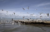 Photos Chine : paysage du lac Qinghai