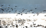 Photos Chine : oiseaux migrateurs au Liaoning