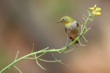 Photos Chine : des oiseaux au printemps