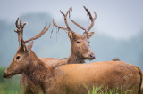 Photos Chine : rserve naturelle de cerfs Milu au Hubei