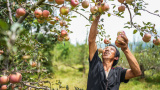 Photos Chine : r�colte des pommes au Guizhou
