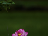 Photos : Fleurs de lotus en Chine