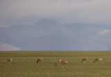 Photos Chine : animaux sauvages au Xizang