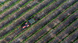 Photos Chine : saison des vendanges au Ningxia