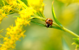 Photos Chine : insectes dans les champs  Shanghai