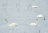 Photos Chine : des cygnes dans un lac de Nankin