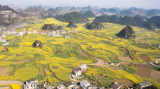 Photos Chine : paysage de fleurs de colza  Liupanshui