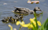 Photos : Des oiseaux dans le parc Yuanmingyuan