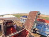 Photos Chine : rcolte de tomates dans le Xinjiang