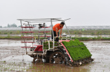 Photos Chine : agriculture intelligente dans la plantation de riz