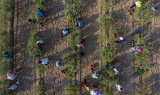 Photos Chine : rcolte des baies de goji au Ningxia