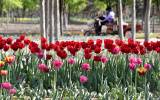 Photos Chine : tulipes en fleurs � P�kin