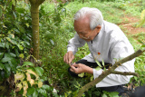 Photos Chine : un professeur chevronn en culture de litchi