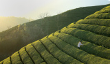 Photos Chine : cueillette du th au Hubei