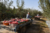 Photos Chine : rcolte de pommes d'Aksu au Xinjiang