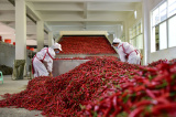 Photos : R�colte des piments dans le sud-ouest de la Chine