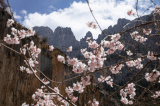 Photos Chine : floraison des fleurs de pcher au Sichuan