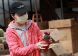 Photos (COVID-19) Chine : reprise des activits d'un march aux fleurs  Wuhan