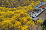 Photos Chine : des fleurs de chrysanth�me tabebuia en pleine floraison au Guangxi