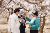 Photos Chine : festival des fleurs d'abricotiers au Xinjiang