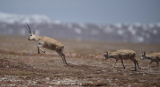 Photos Chine : migration annuelle des antilopes tibtaines  Hoh Xil