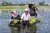 Photos Chine : rcolte d'ottlies acumines dans le Yunnan