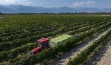 Photos Chine : rcolte du raisin blanc au Ningxia