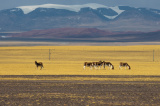 Photos Chine : nes sauvages tibtains au Tibet