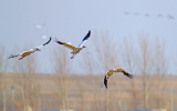 Photos Chine : grues blanches au Liaoning