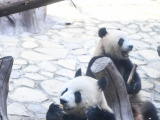 Photos Chine : anniversaire de pandas  Chongqing