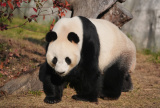 Photos Chine : vie plaisante des pandas gants au Jiangsu