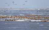 Photos Chine : des oiseaux au-dessus du fleuve Jaune au nord