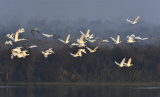 Photos Chine : oiseaux migrateurs au Hunan