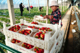 Photos Chine : r�colte des fraises au Shandong