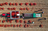 Photos Chine : r�colte de piments en Mongolie int�rieure