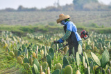 Photos Chine : base de plantation de cactus � Hainan