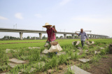 Photos Chine : travaux agricoles du printemps
