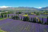 Photos Chine : tourisme dans les champs de lavande au Xinjiang