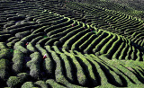 Photos Chine : protection cologique  Hanzhong