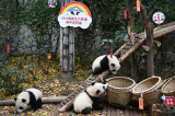 Photos Chine : des b�b�s pandas g�ants au Sichuan