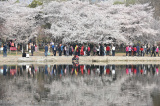 Photos Chine : cerisiers en fleurs au parc Yuyuantan