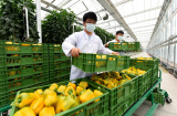 Photos Chine : le Hebei assure l'approvisionnement de P�kin en l�gumes