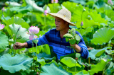 Photos Chine : r�colte du lotus au Hunan