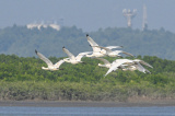 Photos Chine : oiseaux migrateurs dans les zones humides de Danzhou