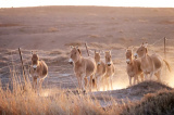 Photos Chine : nes sauvages de Mongolie