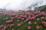 Photos Chine : cerisiers d'hiver en fleurs au Yunnan