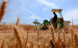 Photos : R�colte du bl� en Chine